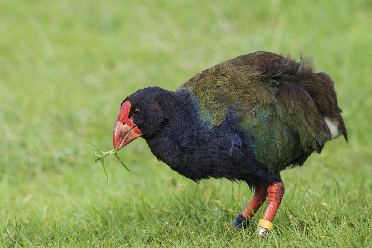 Takahe_New_Zealand