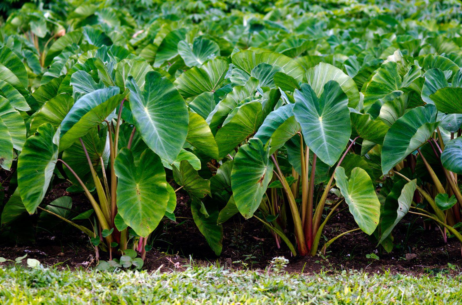 Taro_Leaves