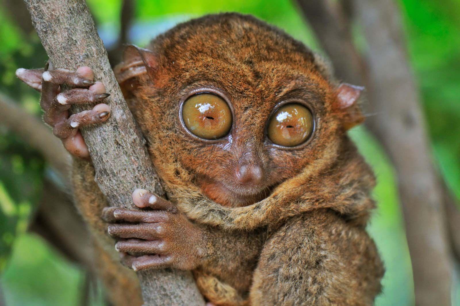 Tarsiers_Ultrasonic_Calls