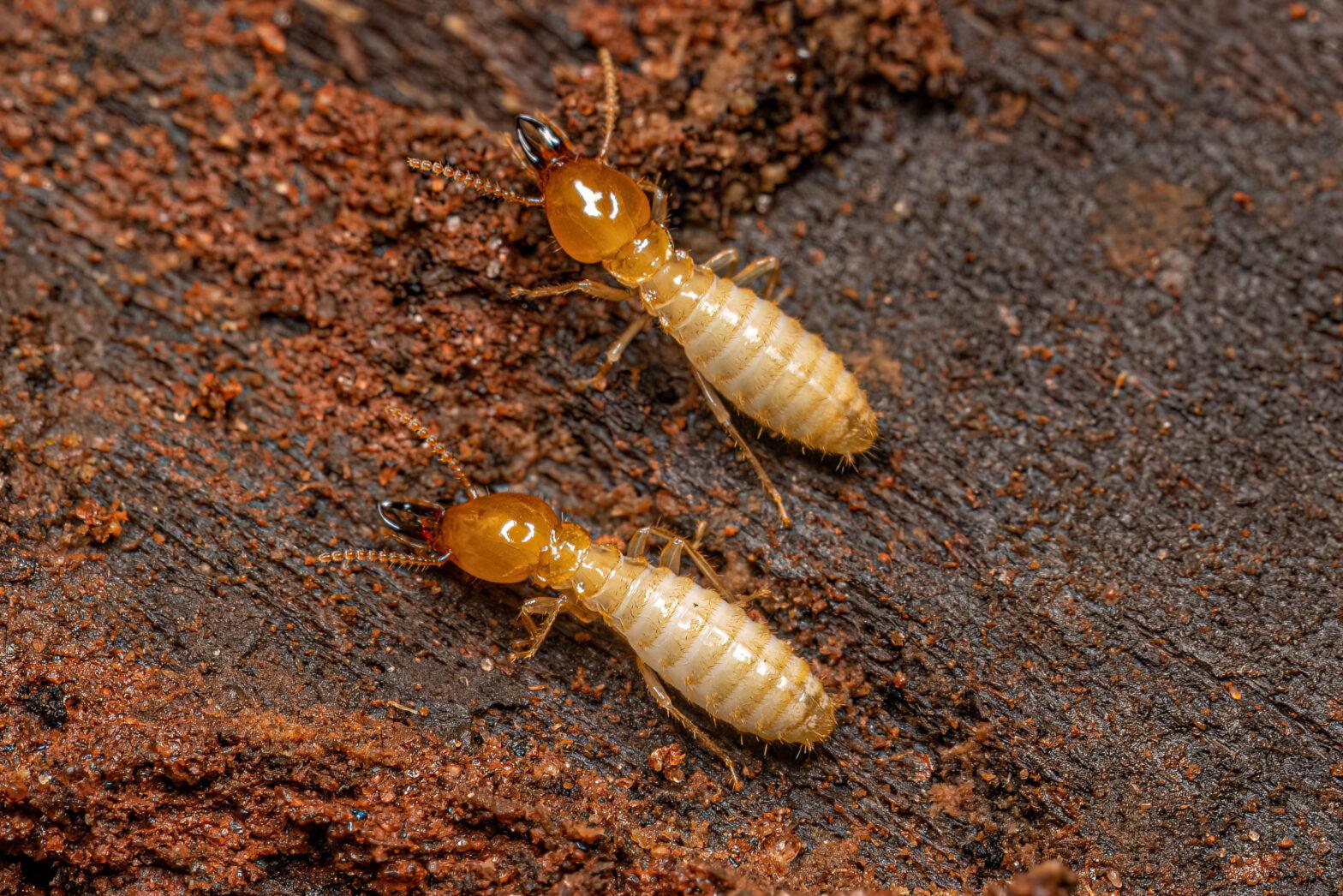 Termite