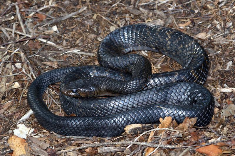 Texas_Indigo_Snake