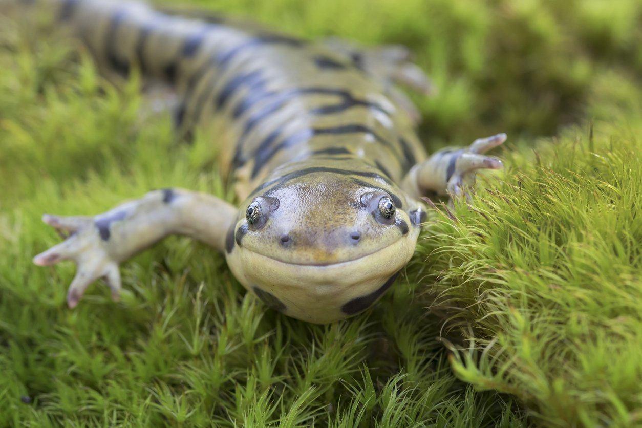 Tiger_Salamander