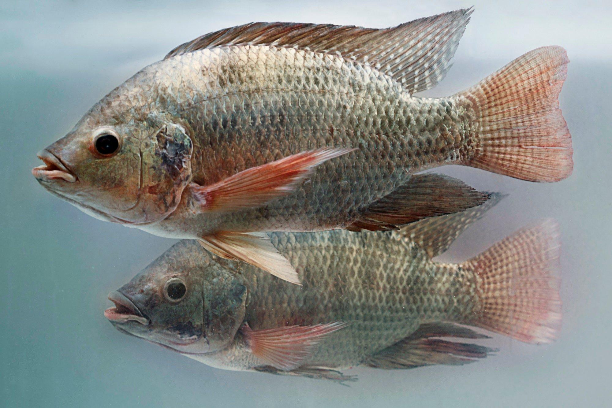 Tilapia