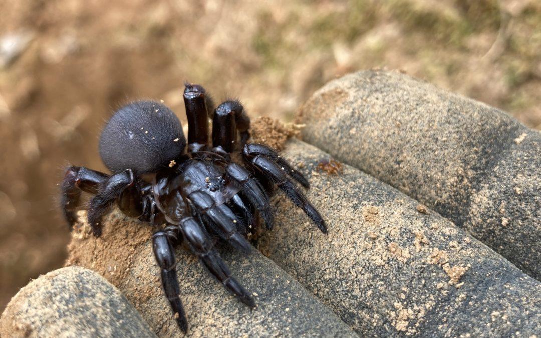 Trapdoor_Spider