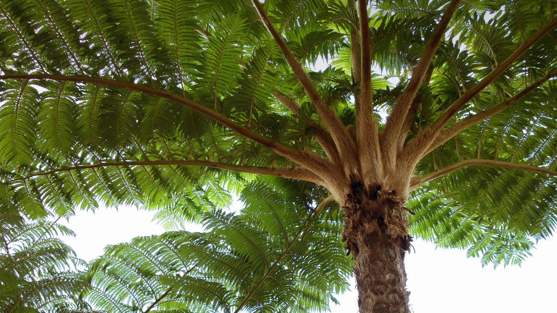 Tree_Fern