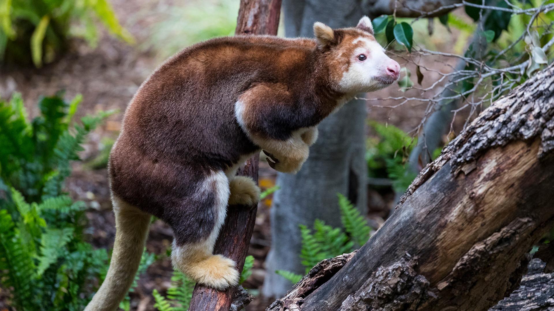 Tree_Kangaroo