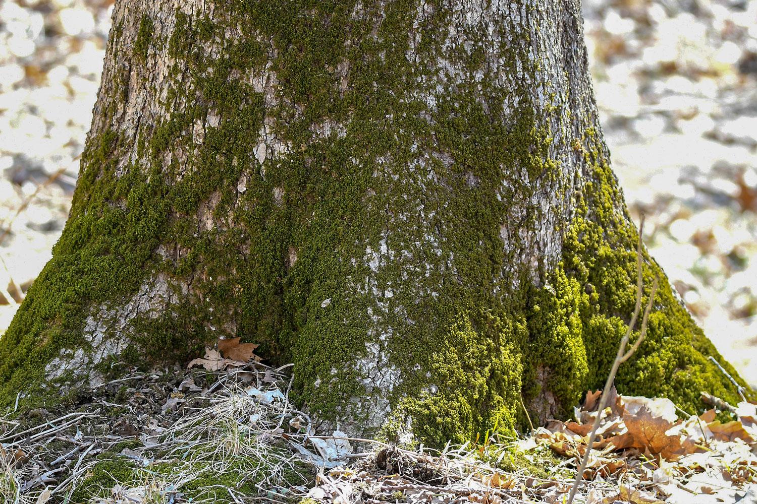 Tree_Moss