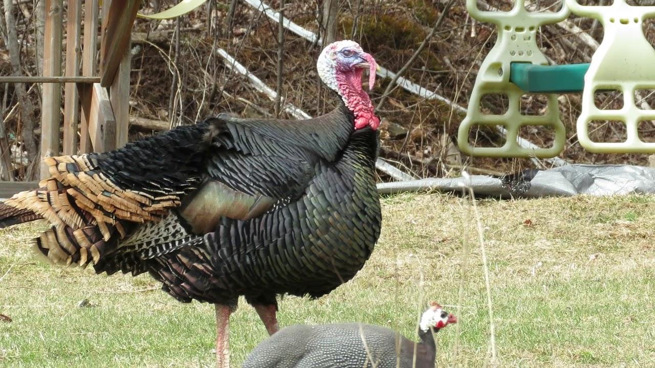 Tulay_Turkey__Guinea_Fowl