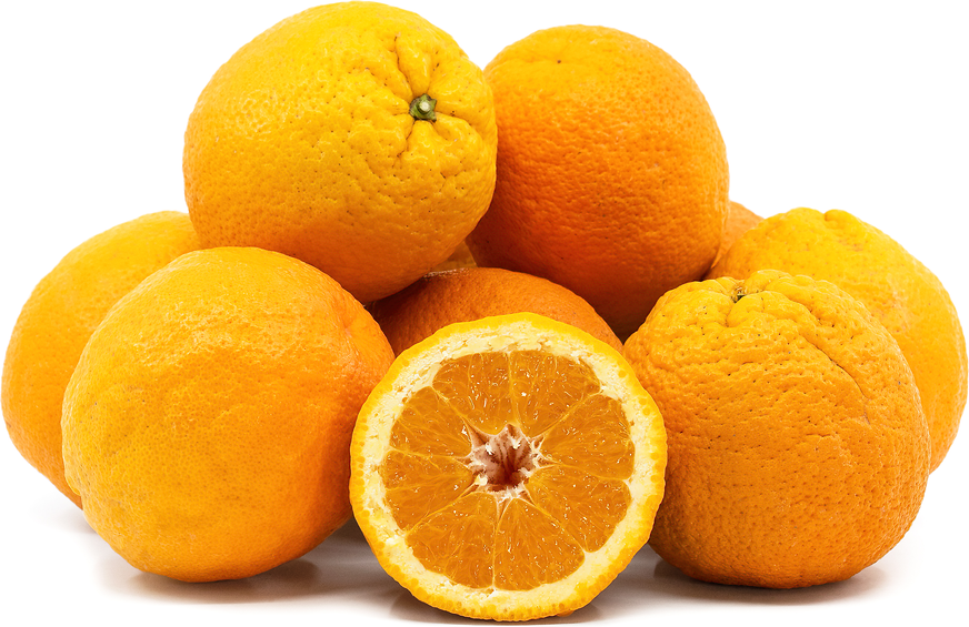 Valencia_Orange