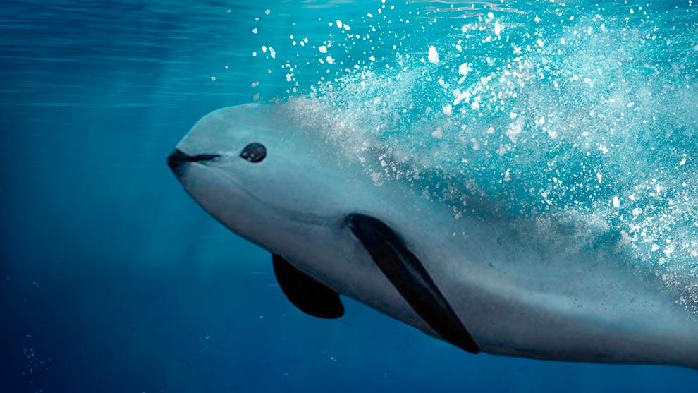 Vaquita