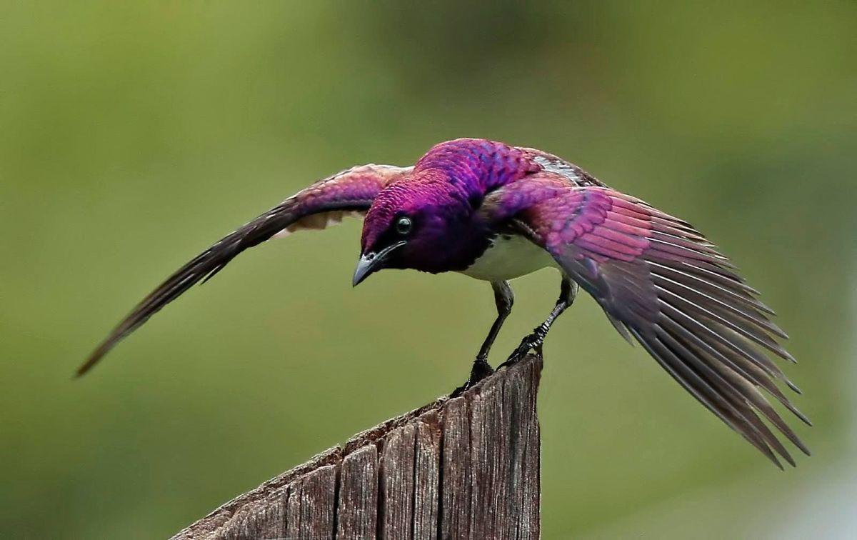 Violet-Backed_Starling