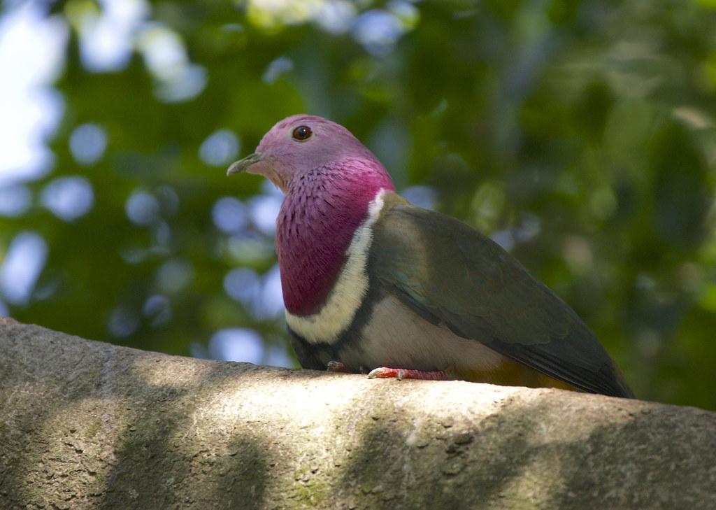 Violet-Crowned_Pigeon