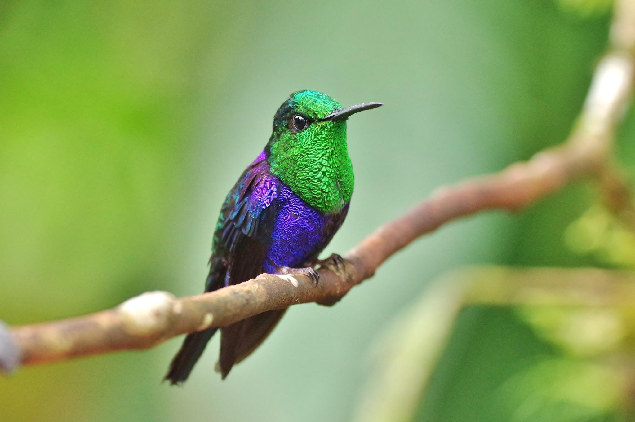 Violet-Crowned_Woodnymph