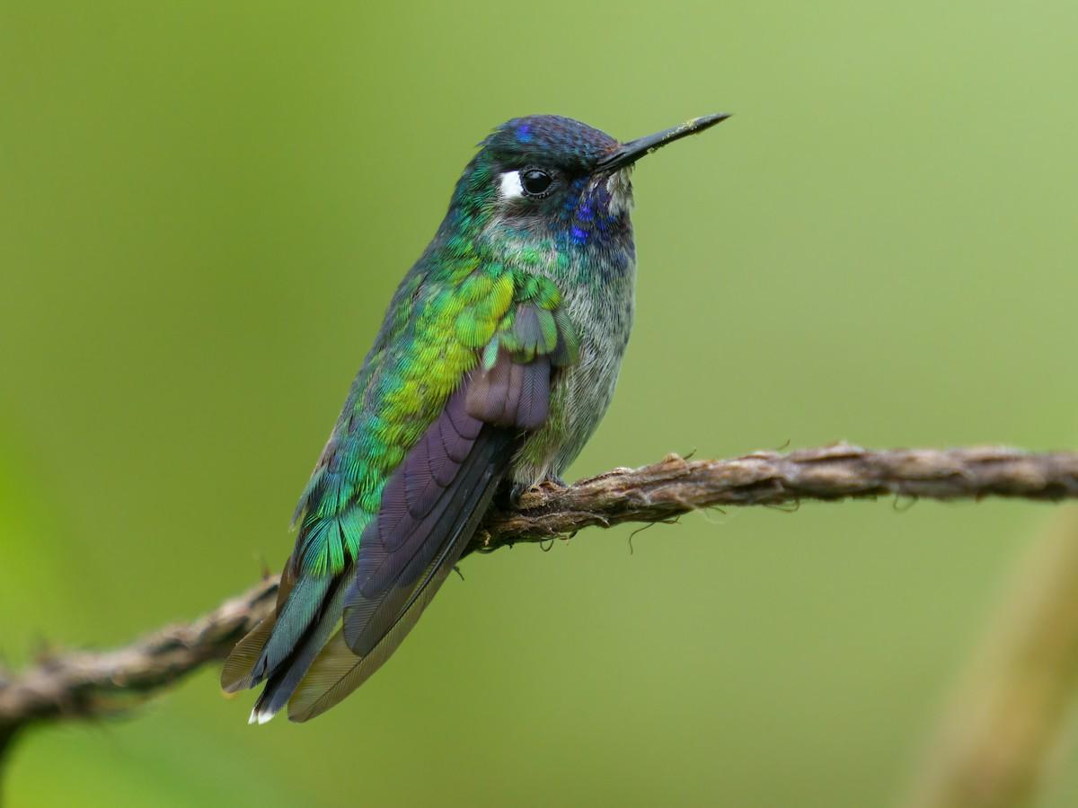 Violet-Headed_Hummingbird