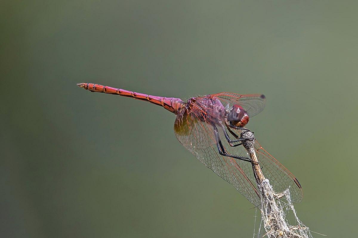 Violet_Darter_Dragonfly