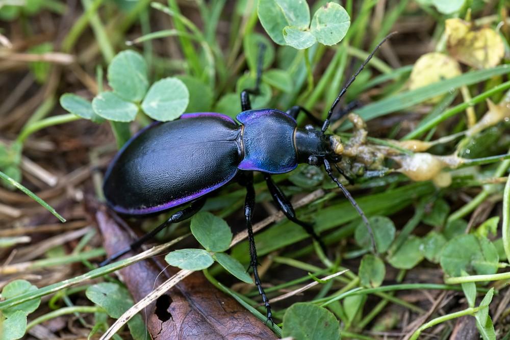 Violet_Ground_Beetle