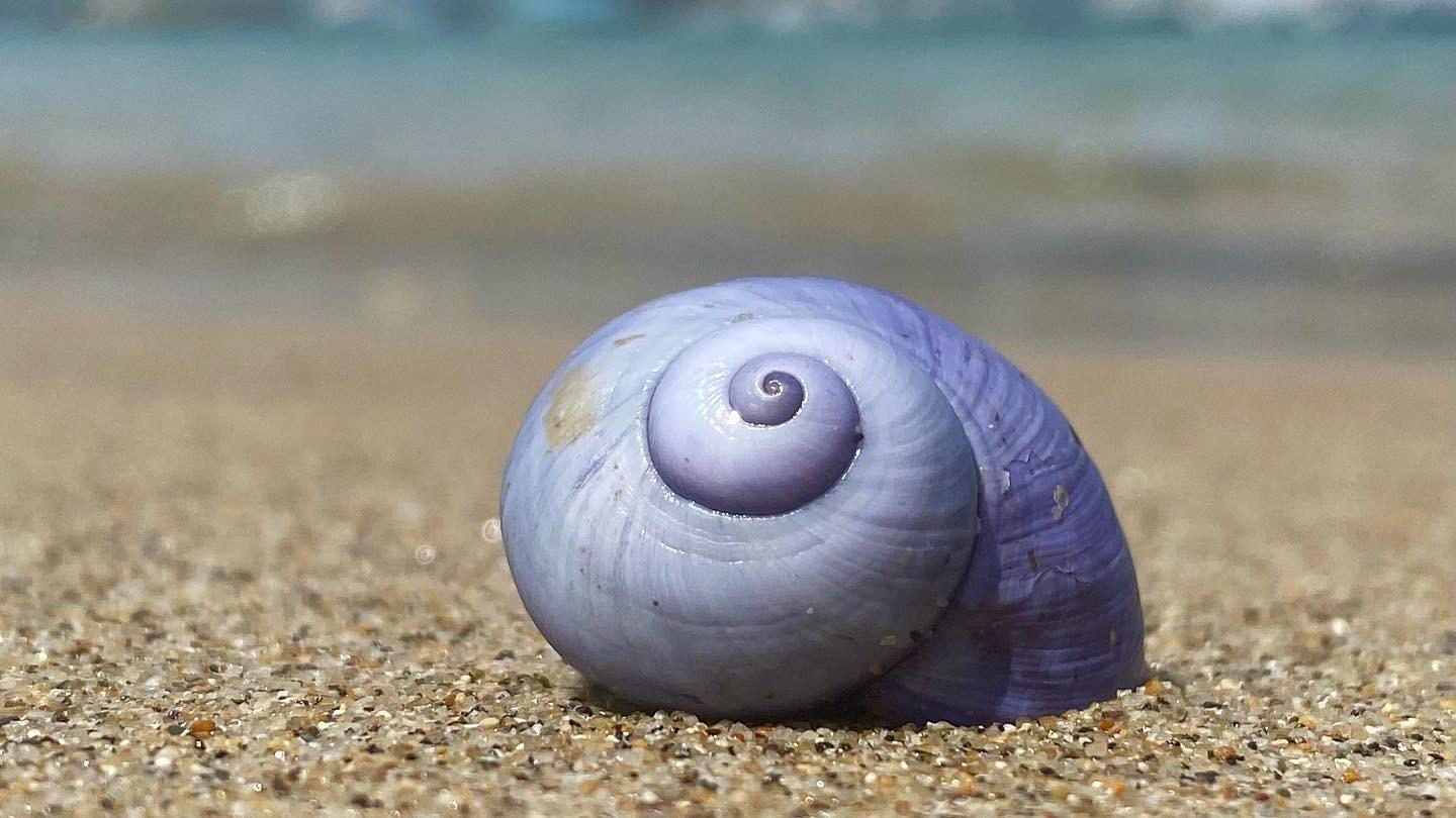 Violet_Sea_Snail