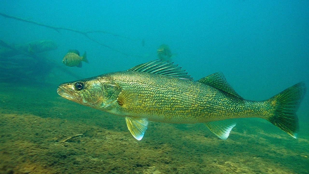 Walleye