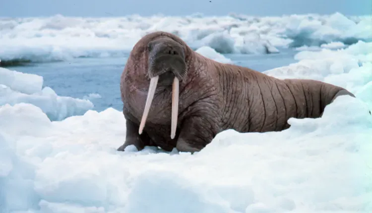 Walruses