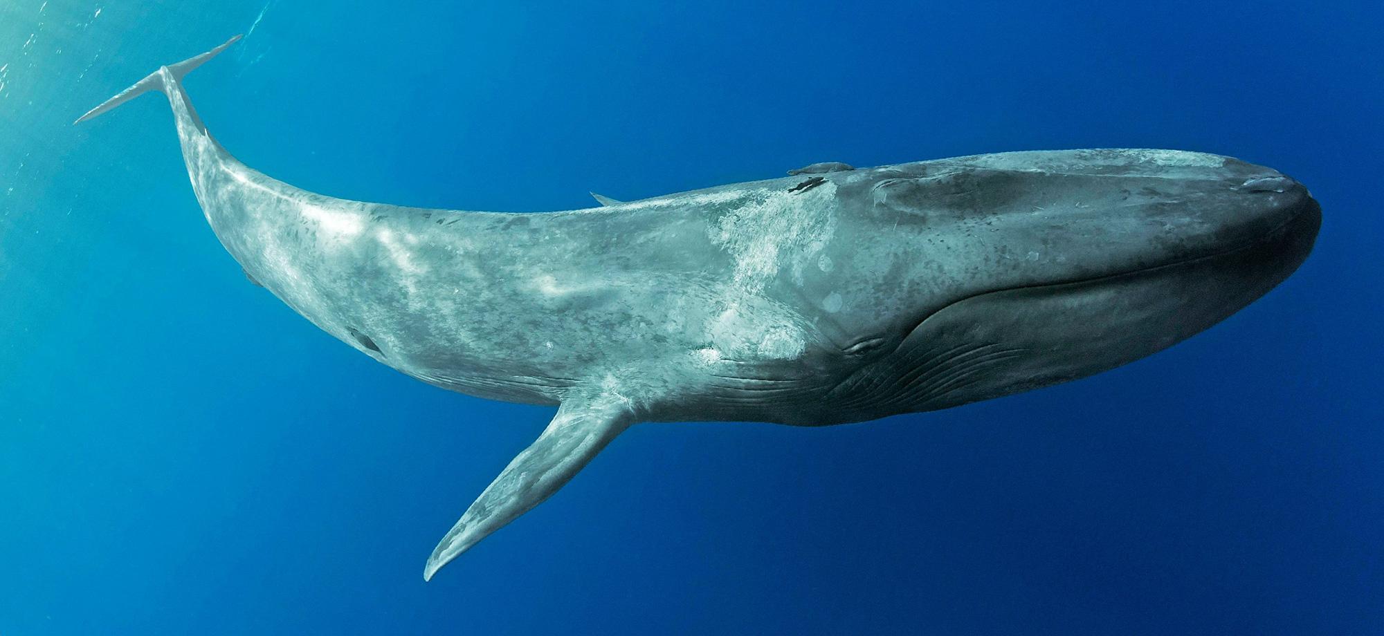 Whale