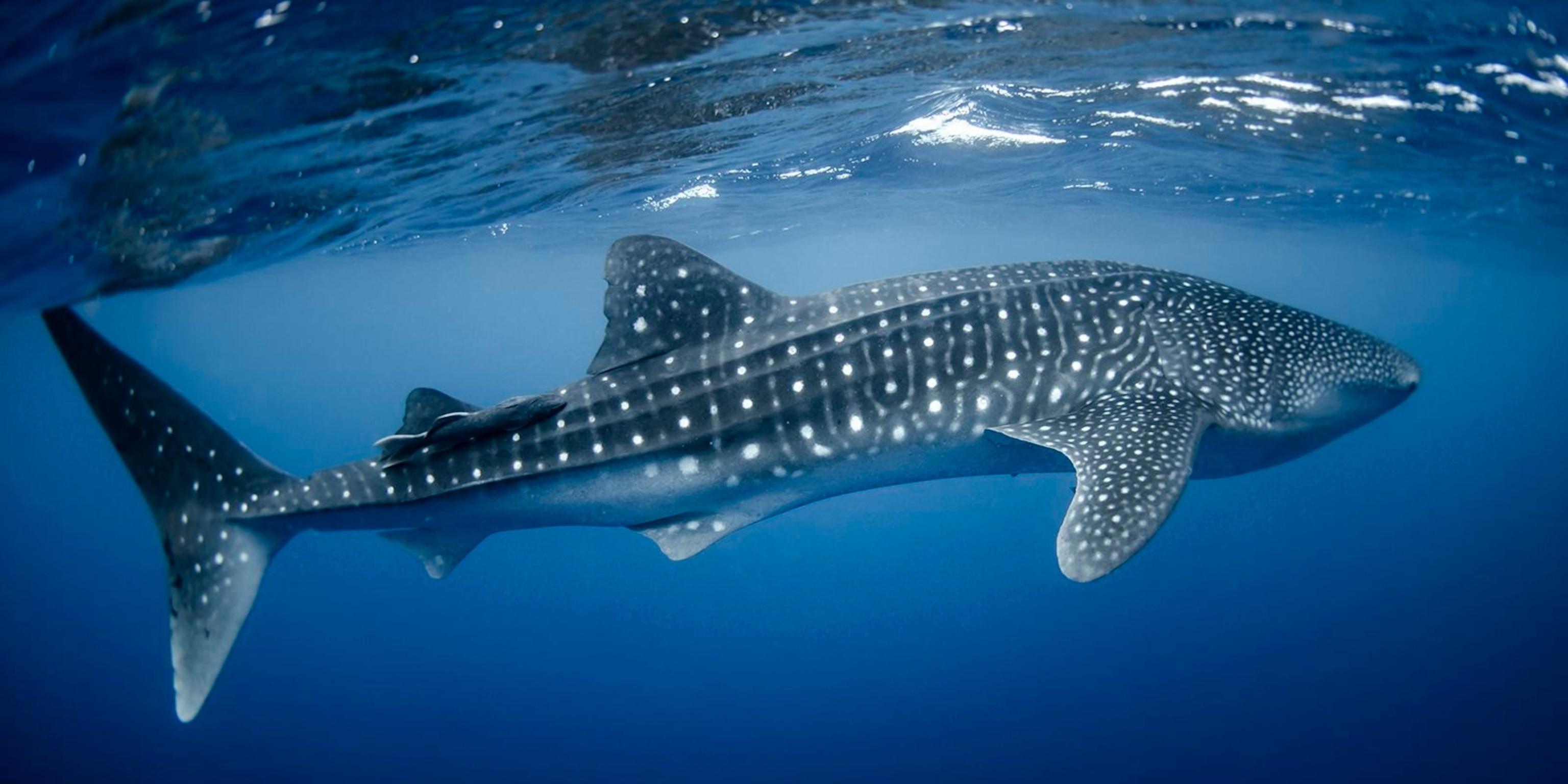 Whale_Shark