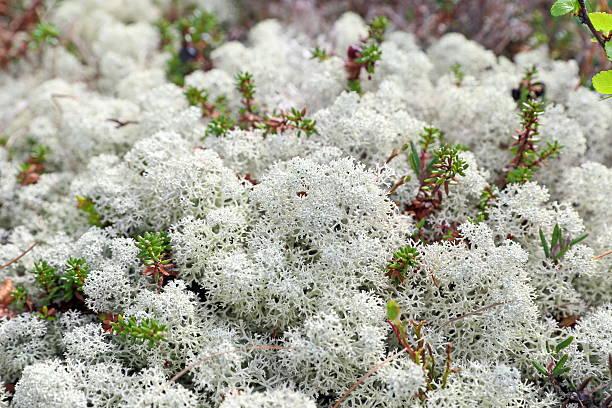 White_Moss