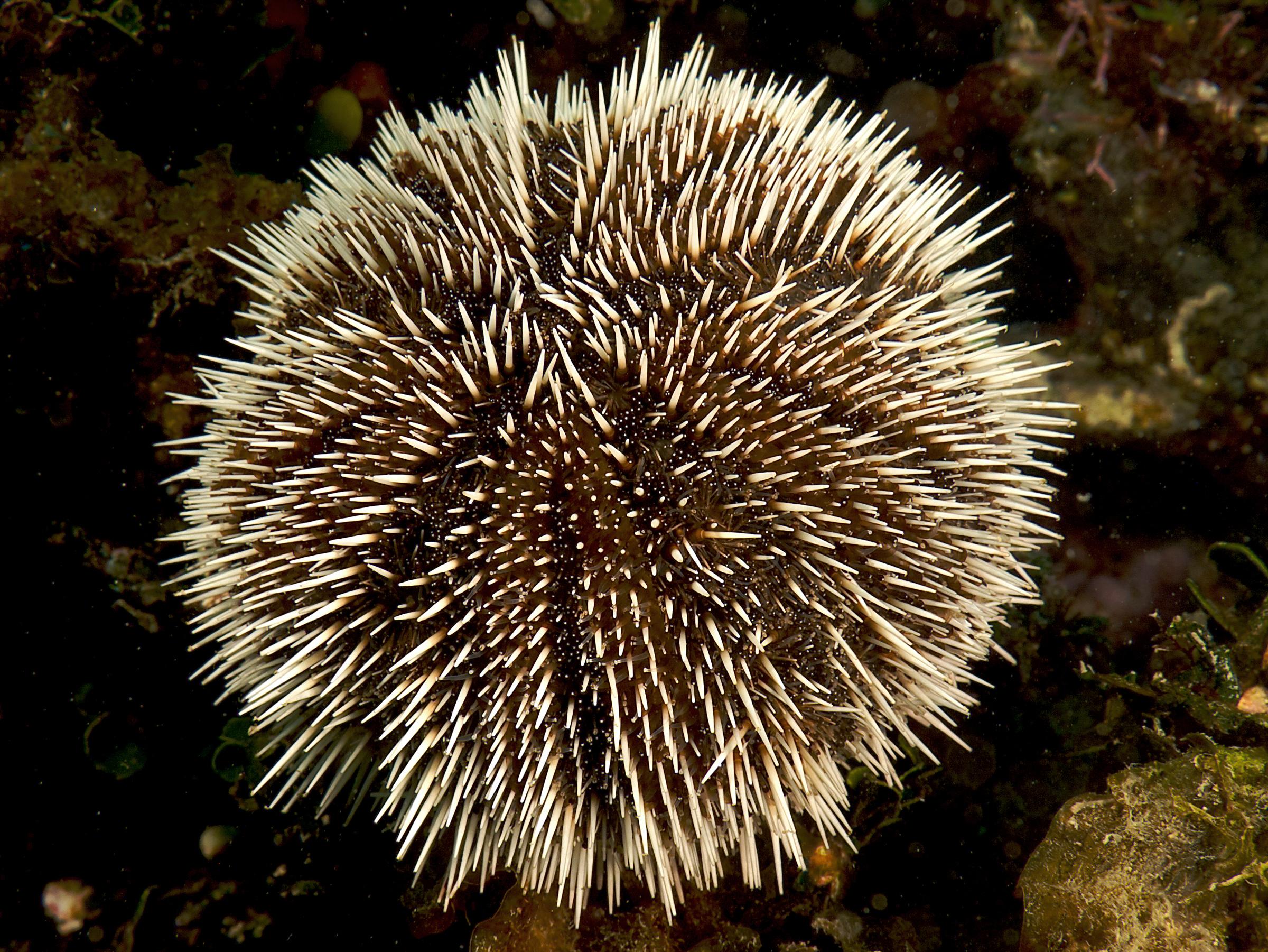 White_Sea_Urchin