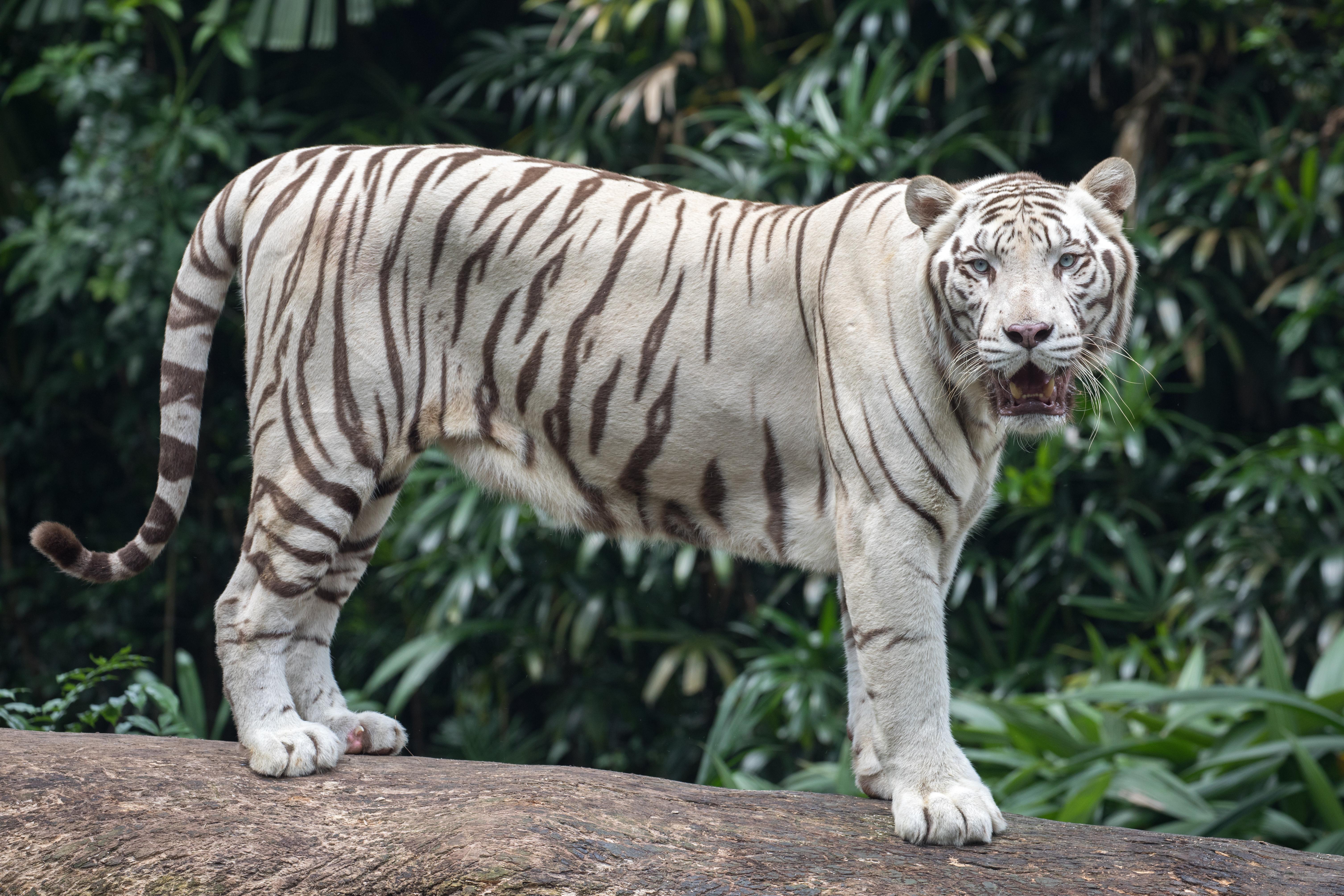 White_Tiger_with_black_stripes