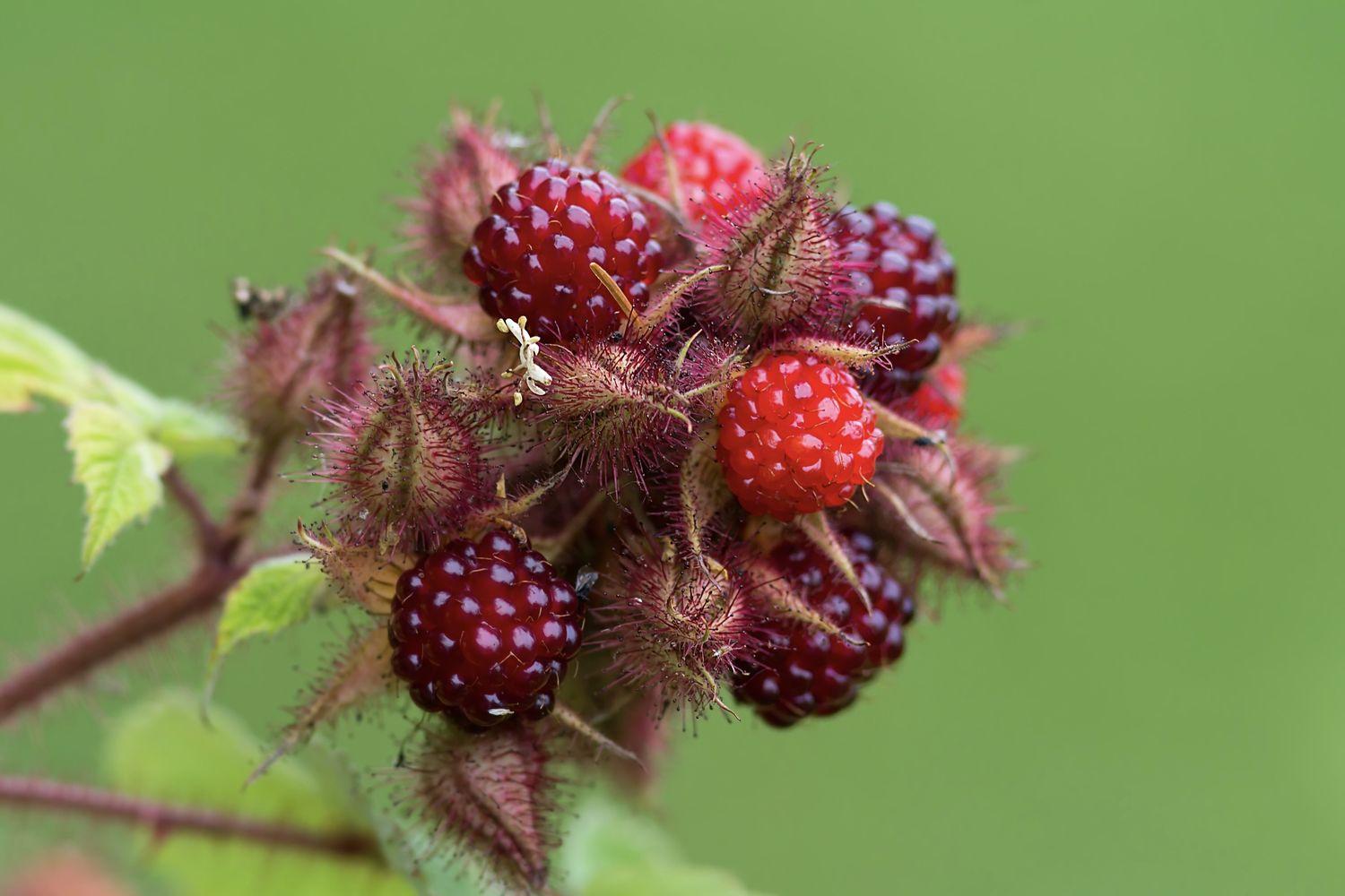 Wineberry