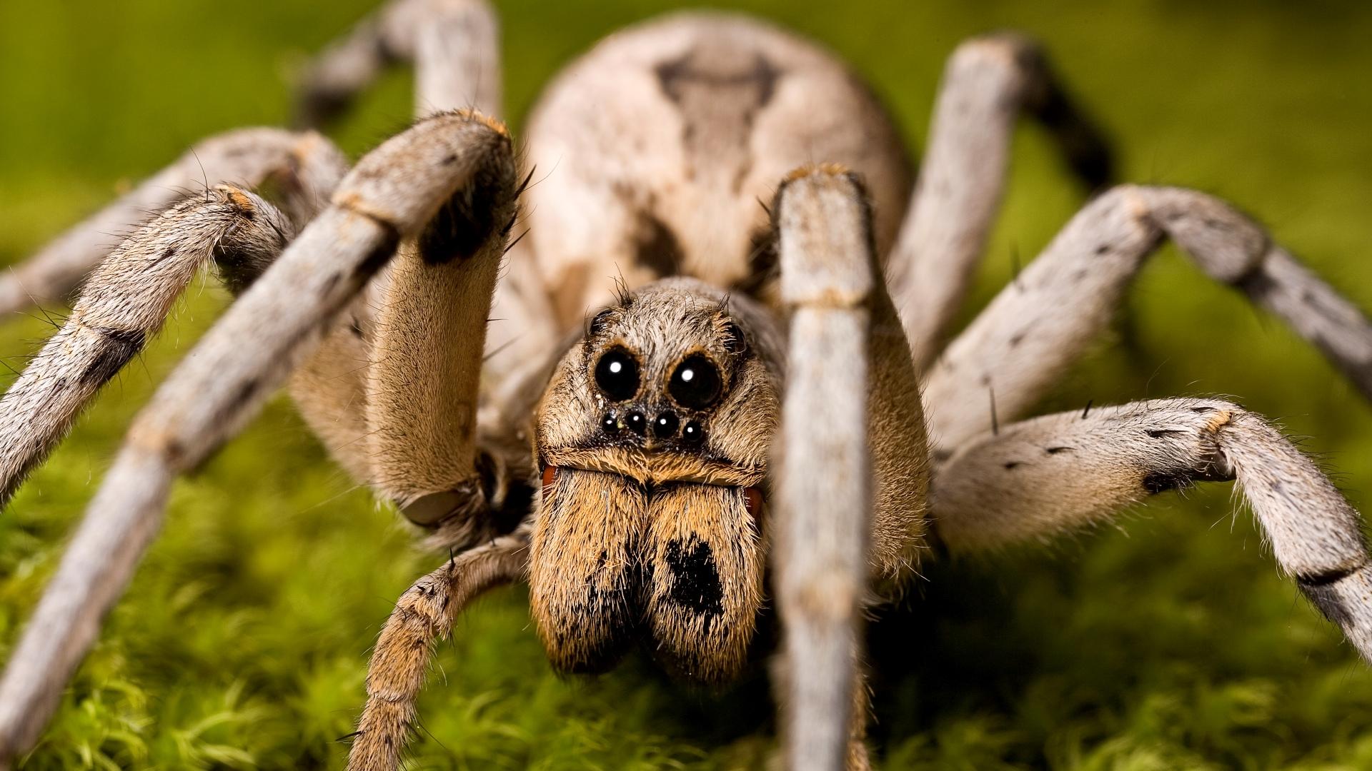 Wolf_Spider