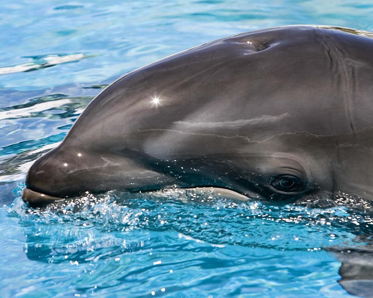 Wolphin_False_Killer_Whale__Bottlenose_Dolphin