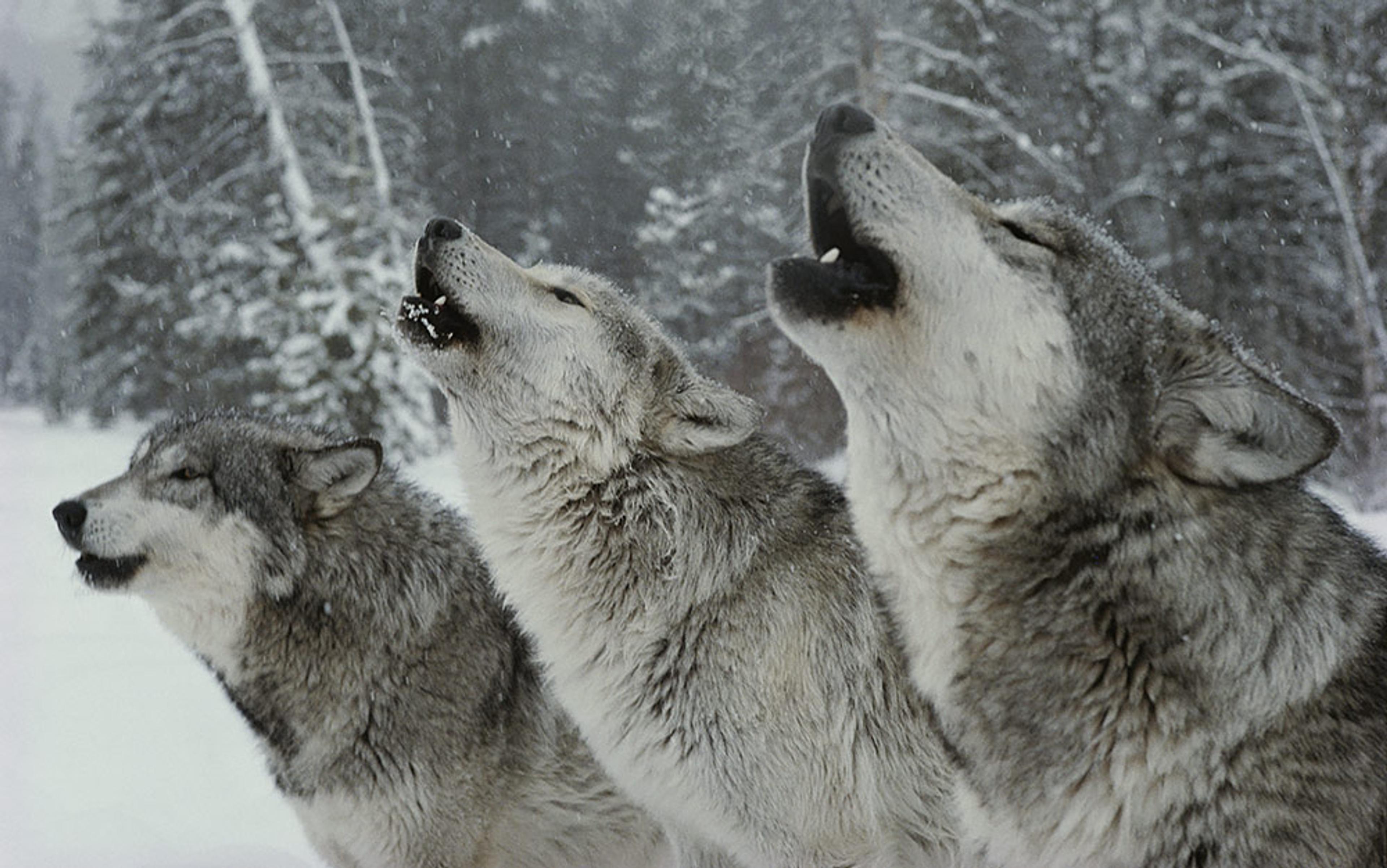 Wolves_Howling