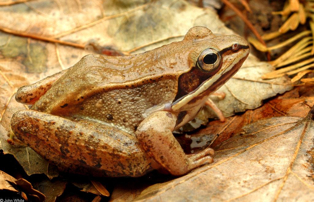 Wood_Frog