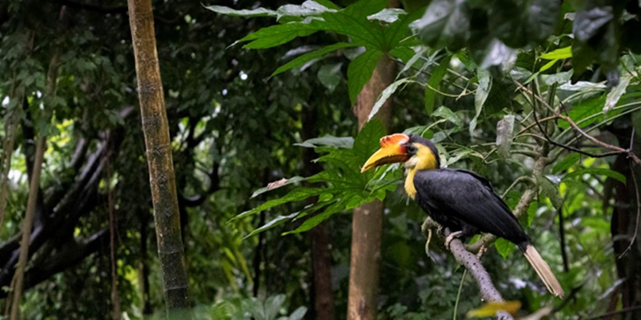 Wrinkled_Hornbill