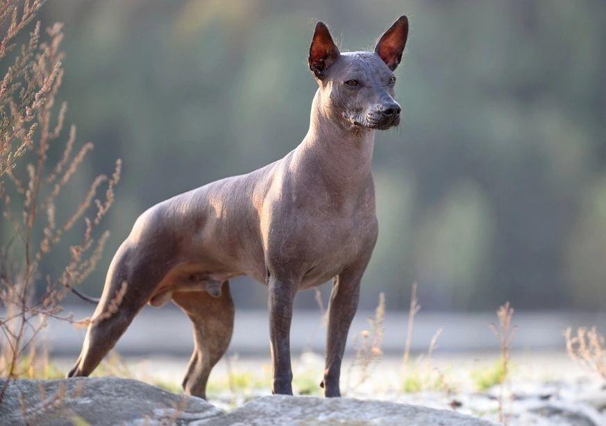 Xoloitzcuintli_Mexican_Hairless_Dog