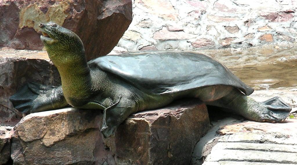 Yangtze_Giant_Softshell_Turtle