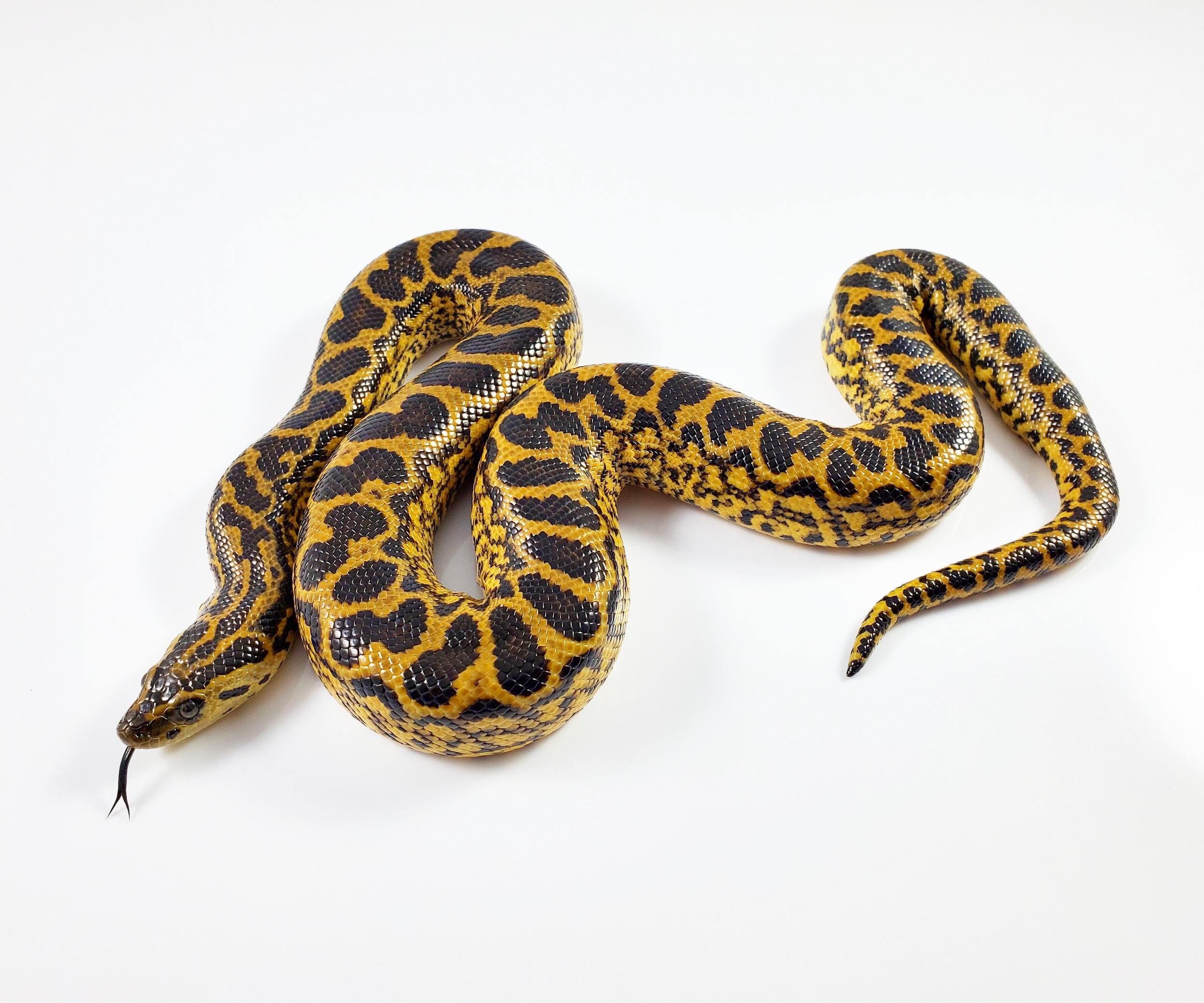 Yellow_Anaconda