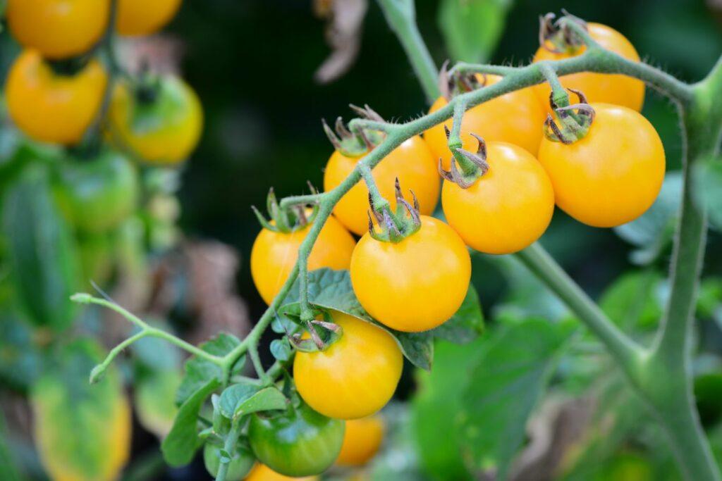 Yellow_Cherry_Tomato