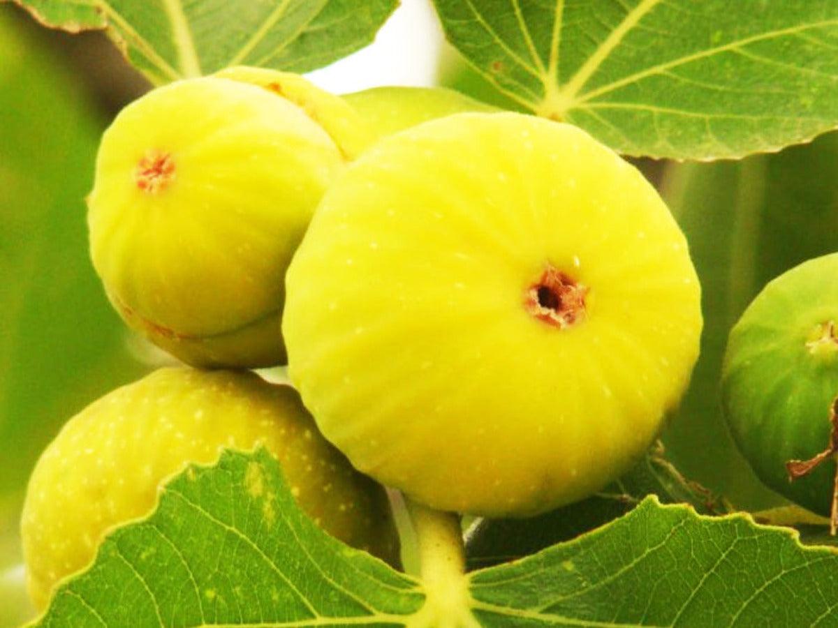 Yellow_Fig