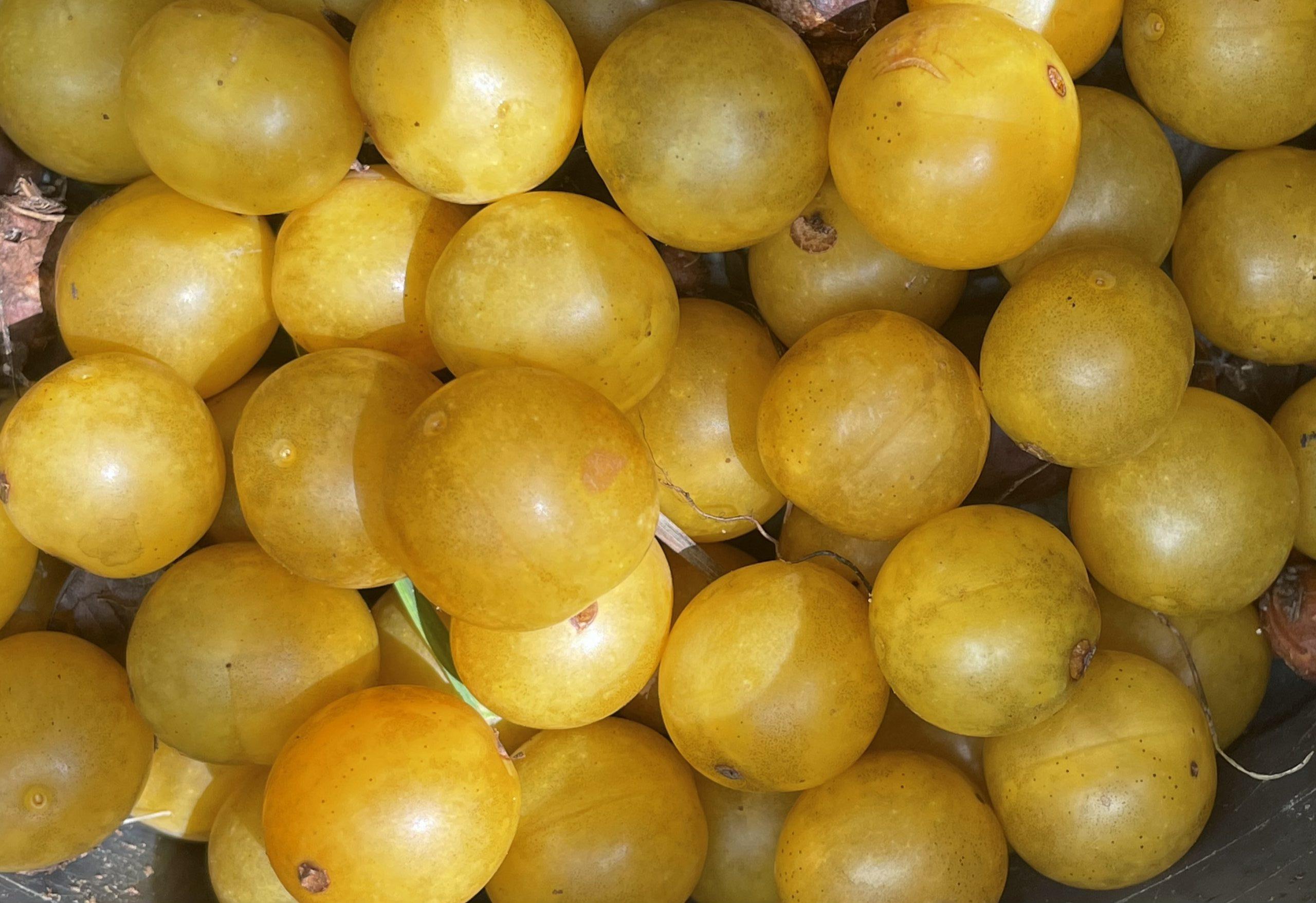 Yellow_Mirabelle_Plum