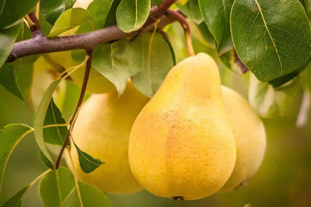 Yellow_Pear