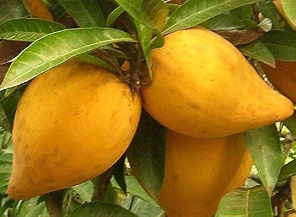 Yellow_Sapote