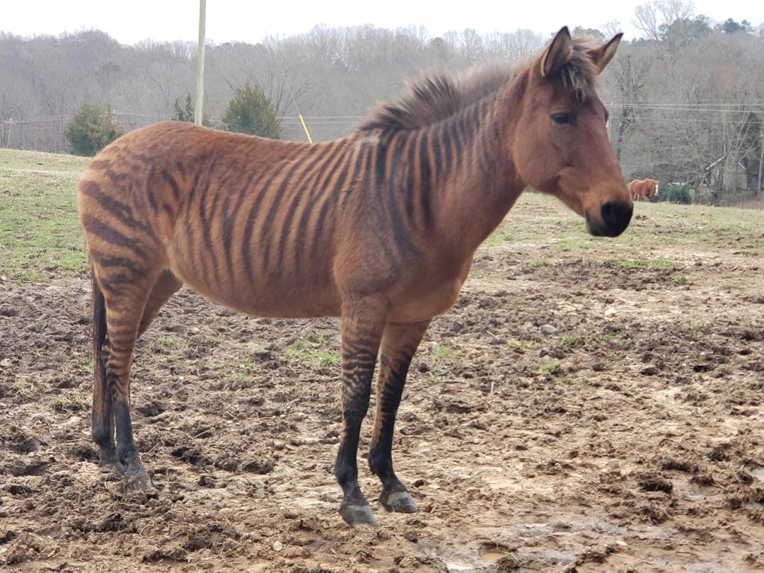 Zorse_Zebra__Horse