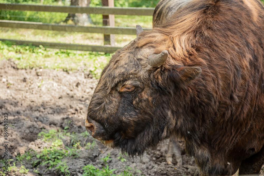 Zubron_European_Bison__Cow