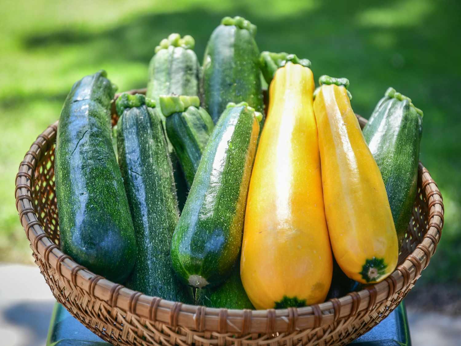 Zucchini