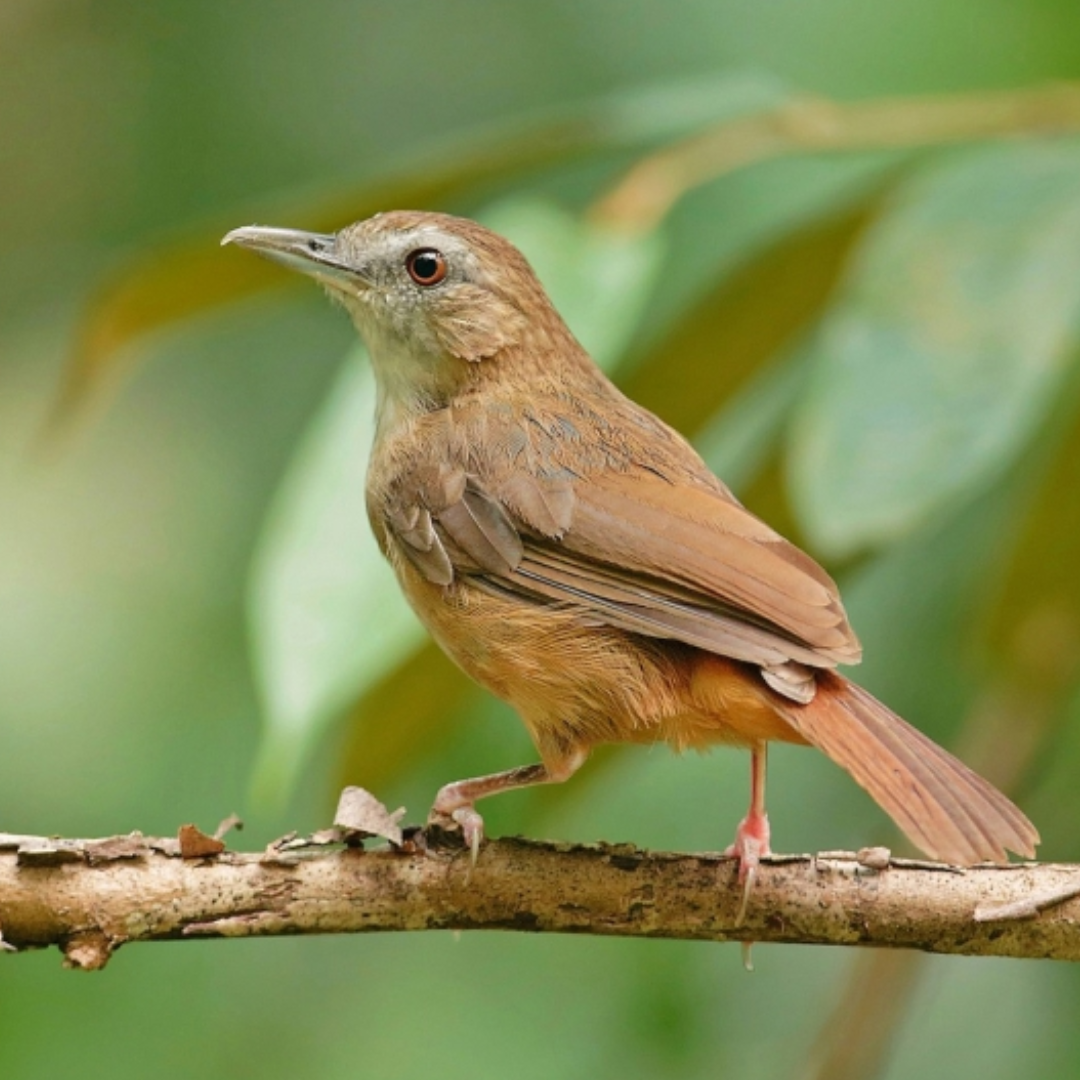 Abbots_Babbler