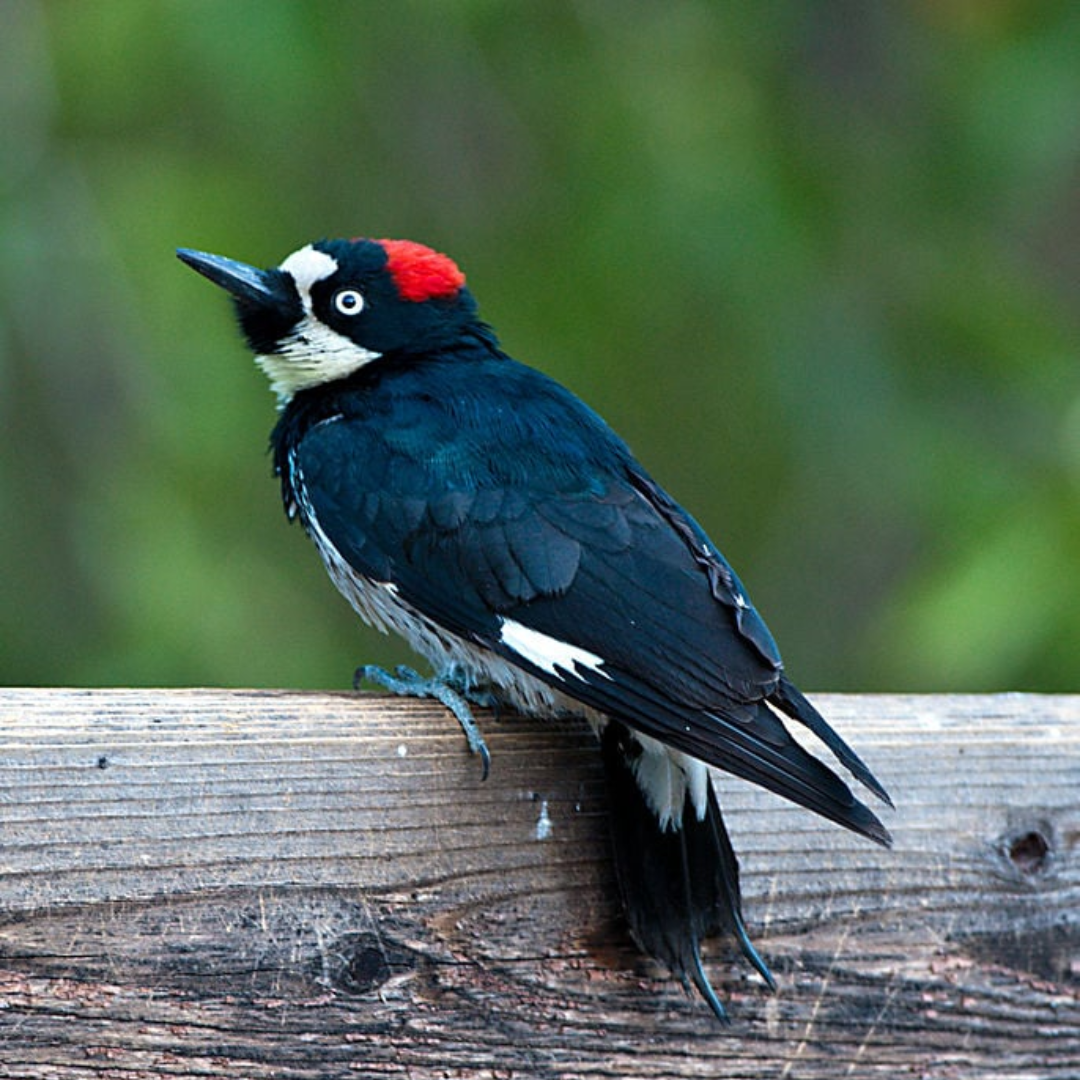 Acorn_Woodpecker