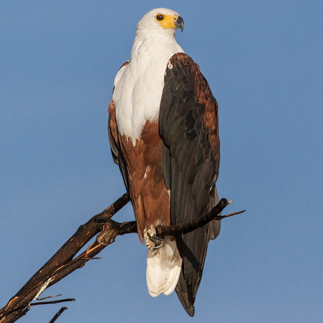 African_Fish_Eagle