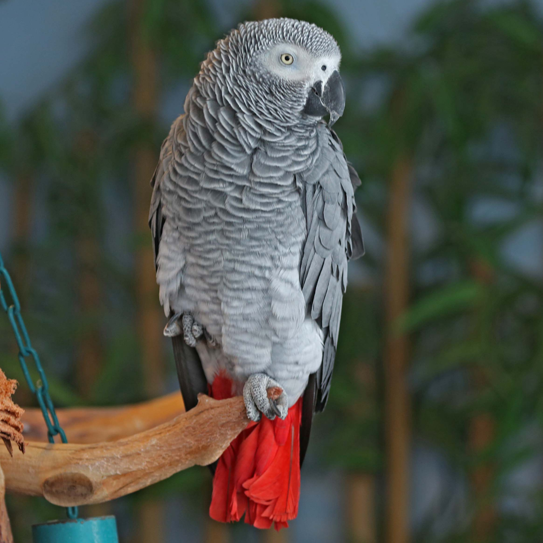 African_Grey_Parrot