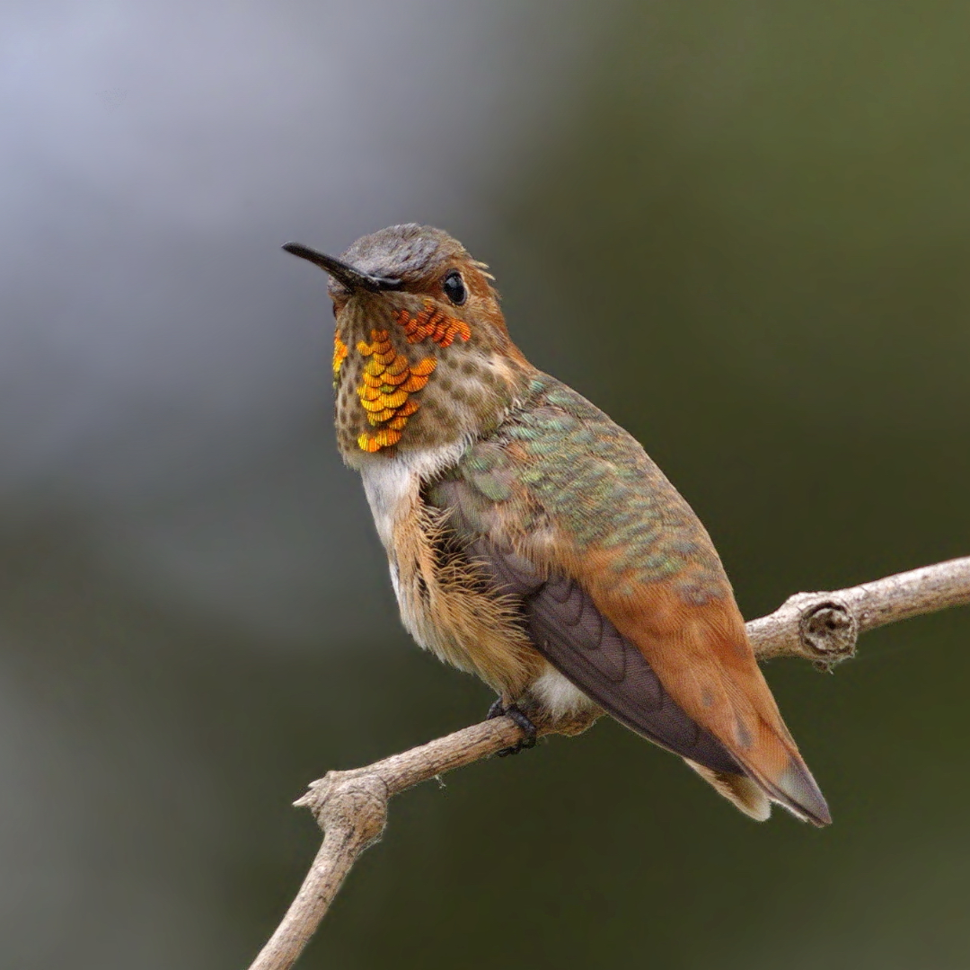 Allens_Hummingbird